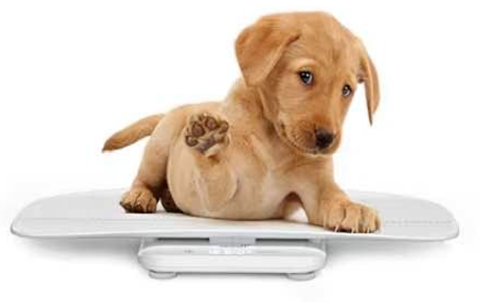 Pediatric Scale – NEW